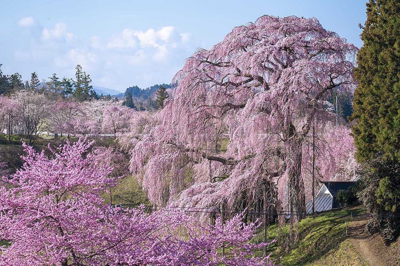 合戦場のしだれ桜