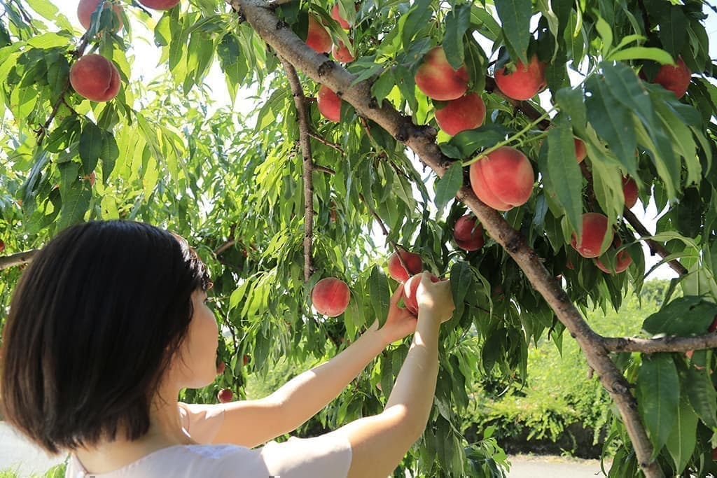 桃狩り