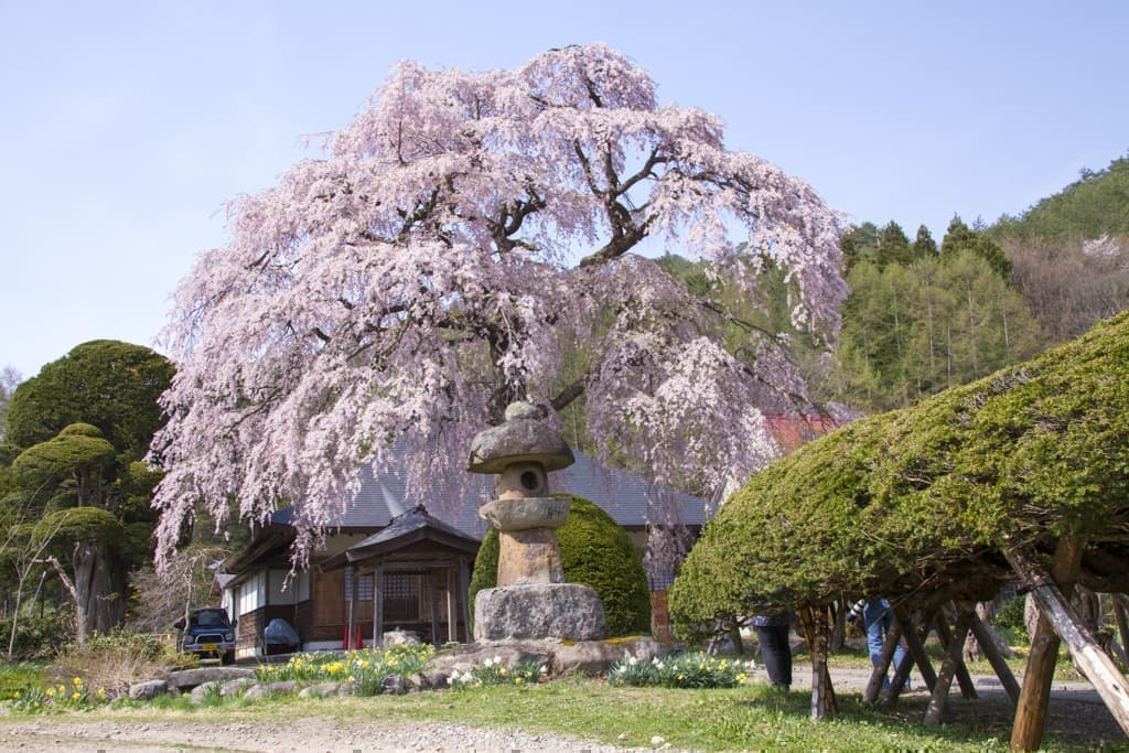 南泉寺の桜