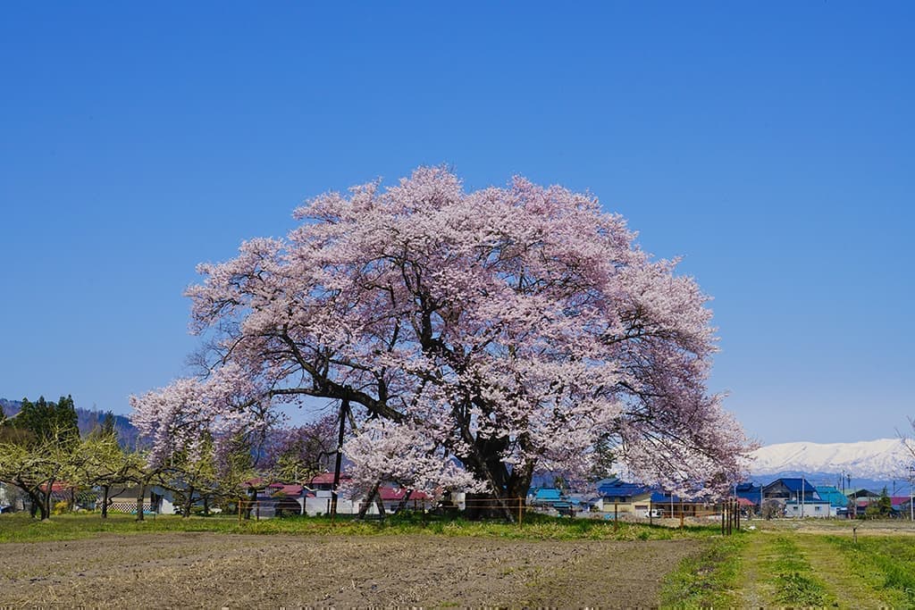 馬の墓の種蒔桜