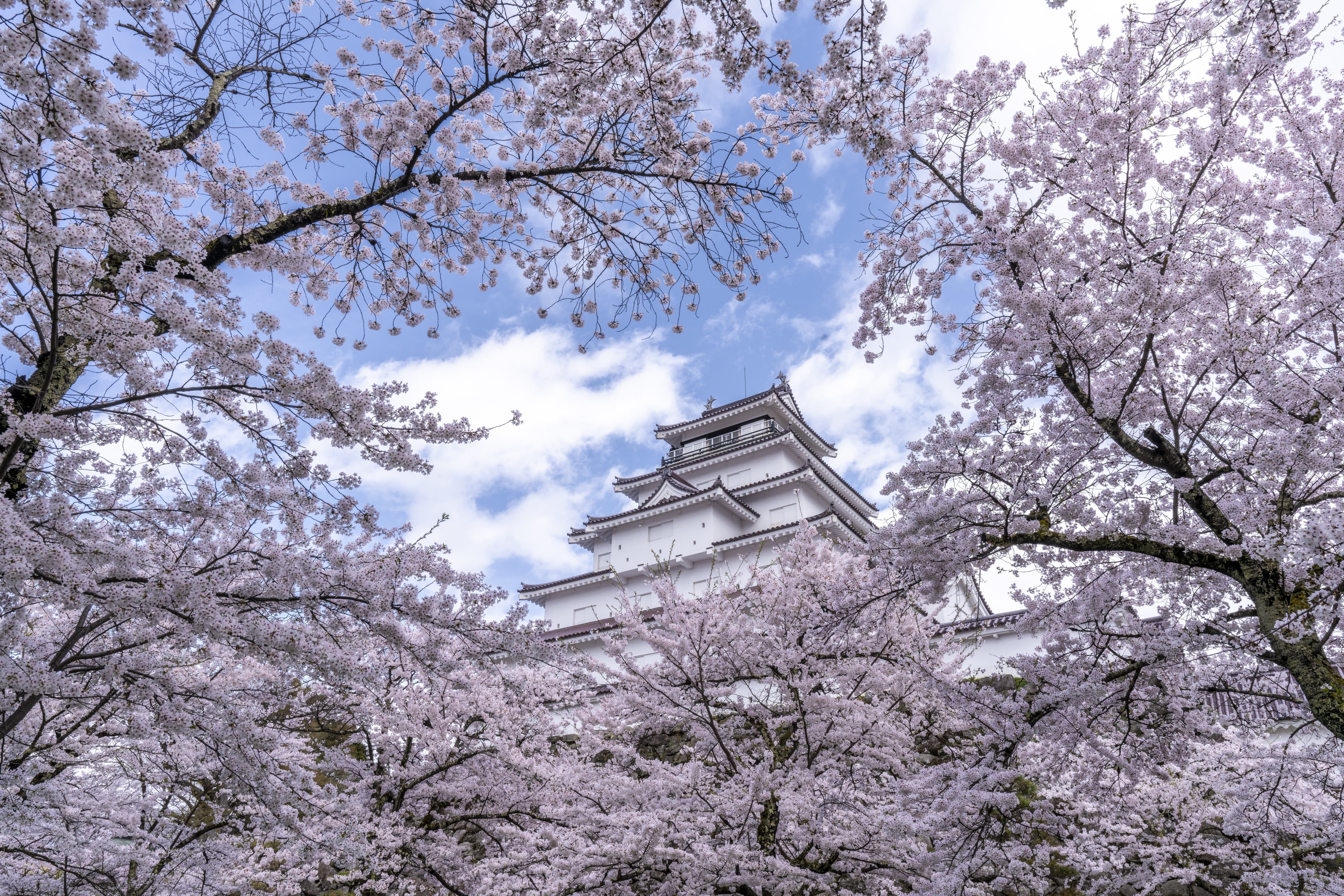 鶴ヶ城の桜